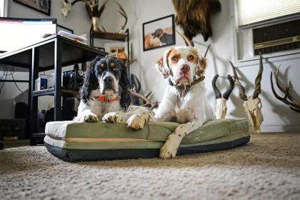 Dog Training Tools to Start Your Spring Dog Training