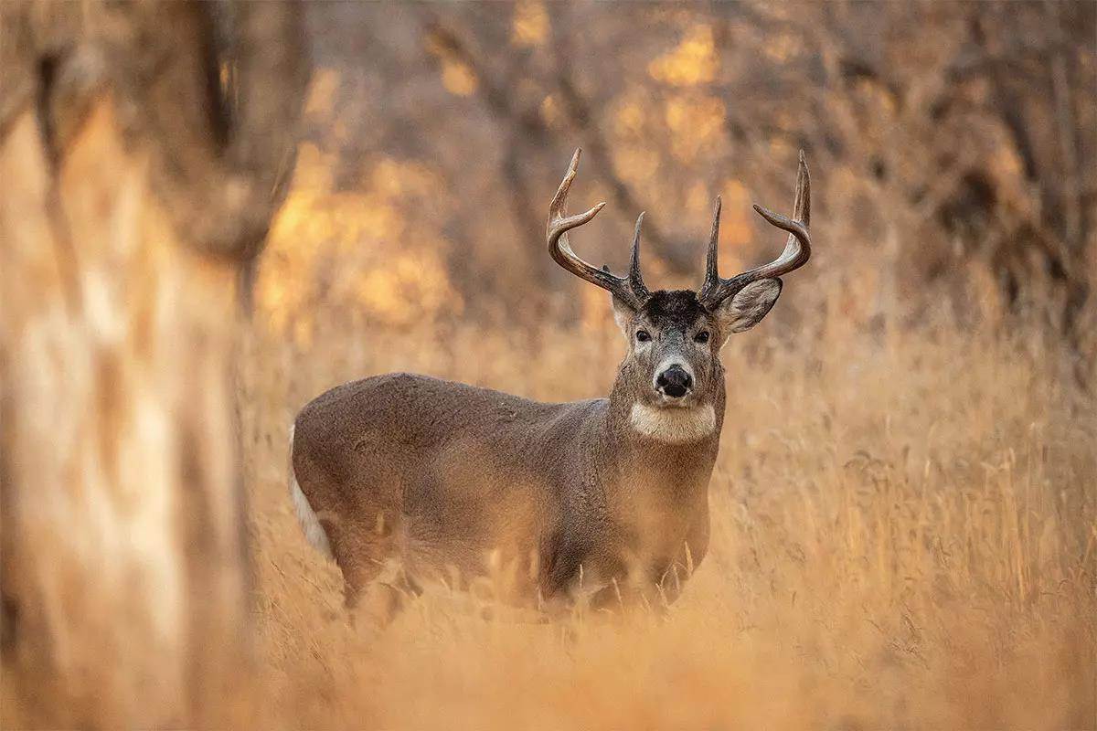 Whitetail buck in field