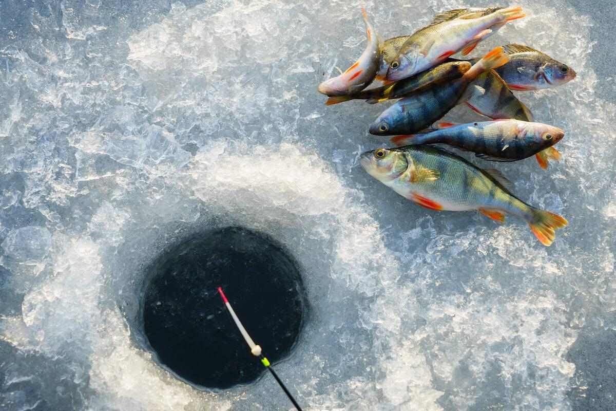 Under the Ice: Drop-Shot Rigging for Pressured Panfish