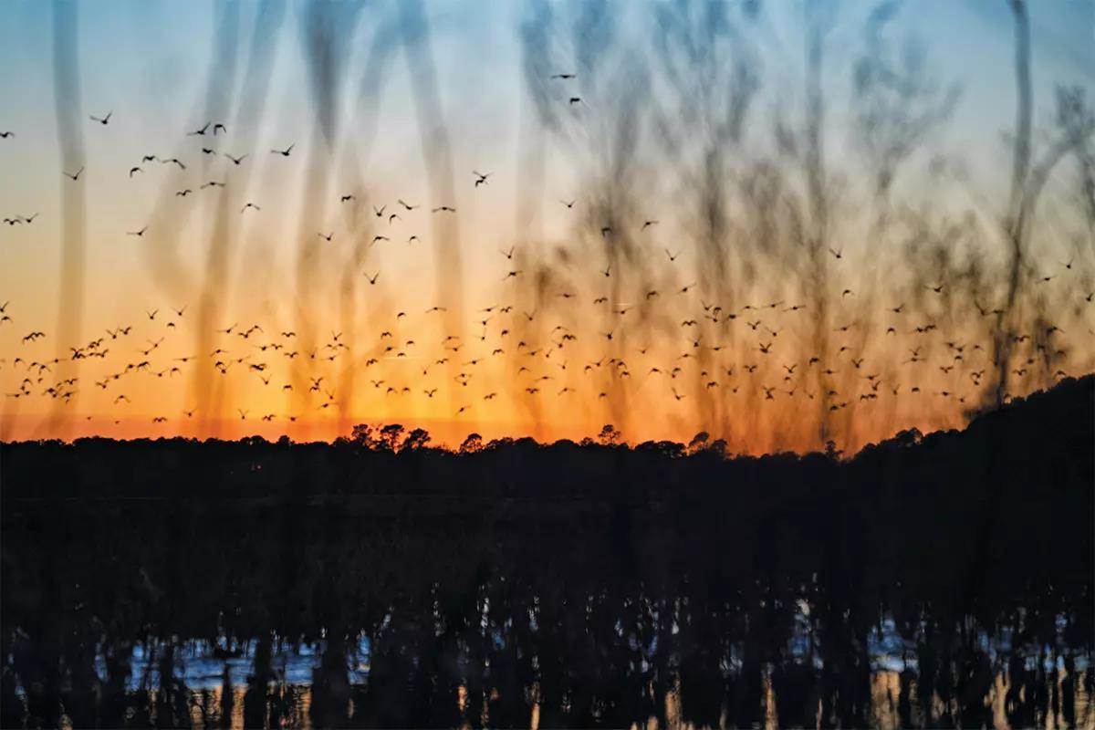 Ducks flying in the sky backlit by an orange sunset.