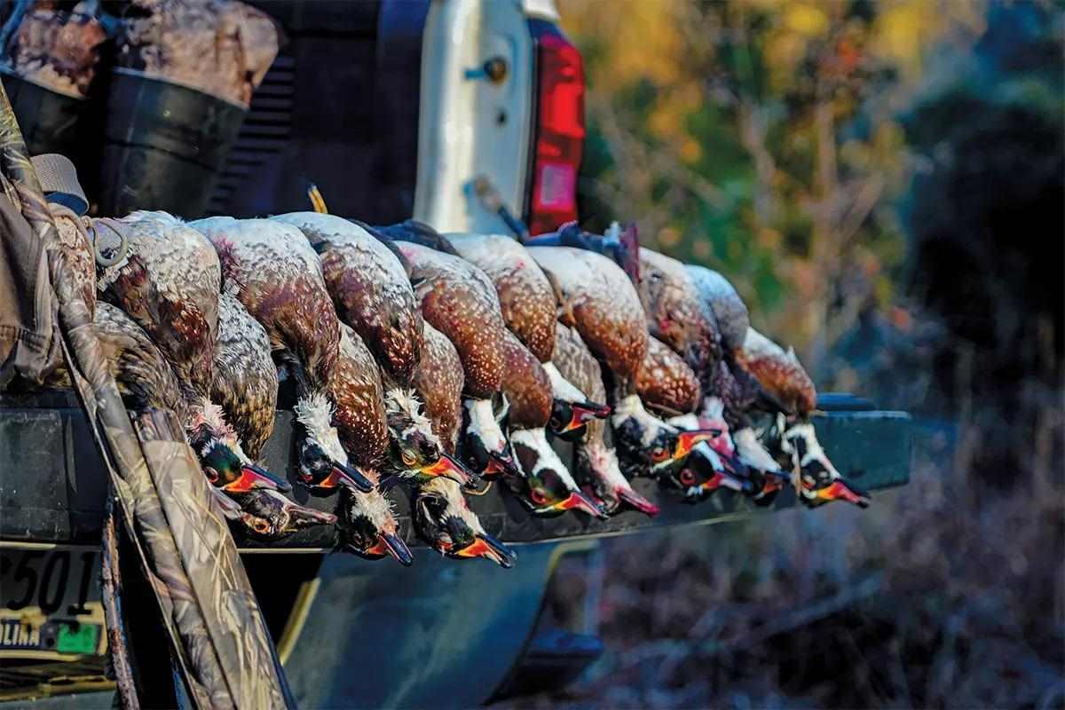 A line of wood ducks on the tailgate of a truck.