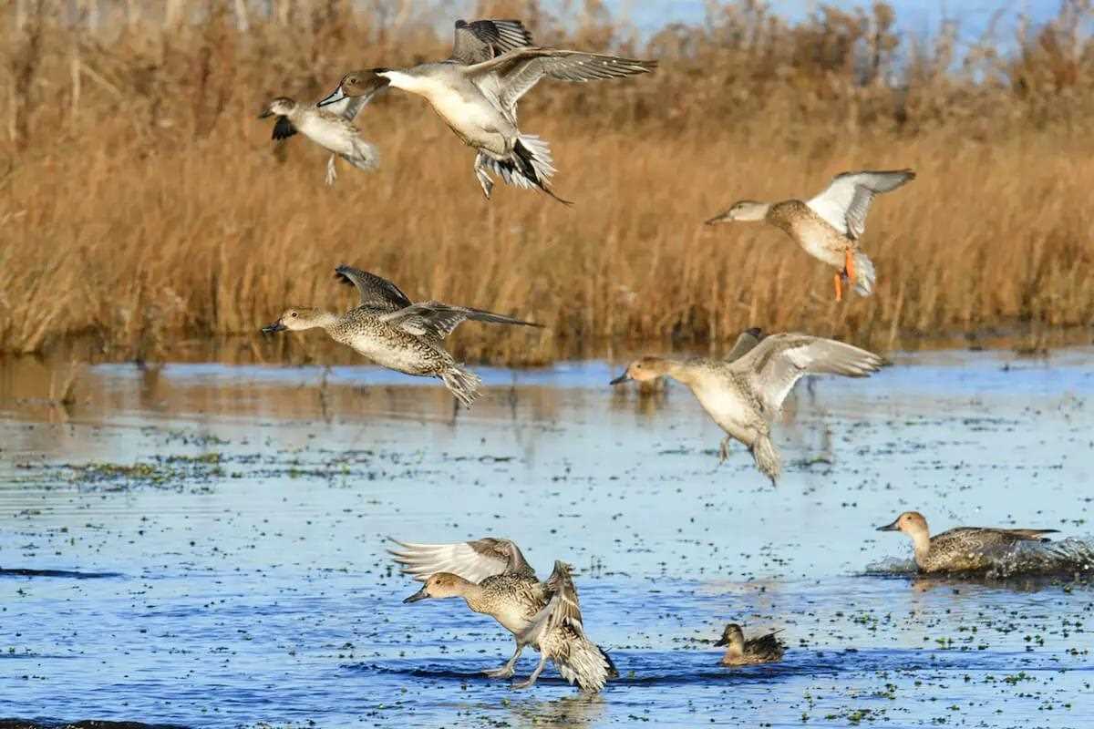 Duck-Survey Numbers Down, But There's a Glimmer of Hope