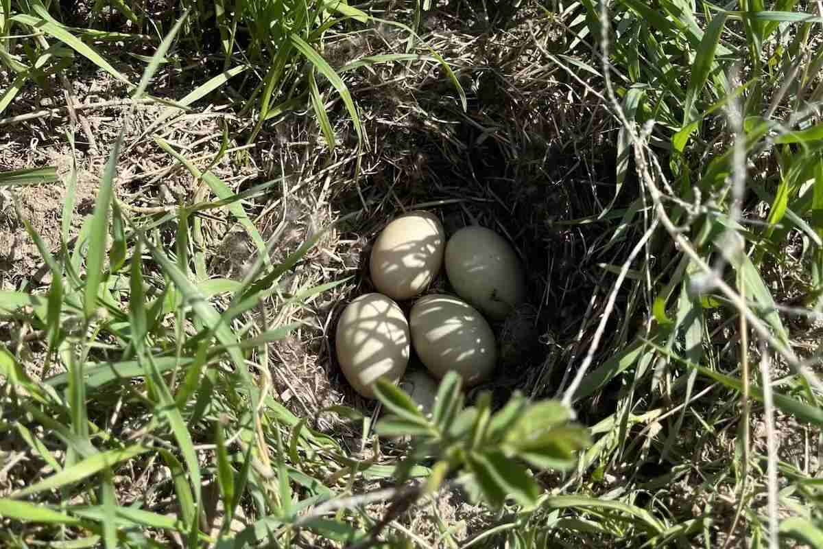 Survey says: Ducks down 6 percent across North America - Duluth