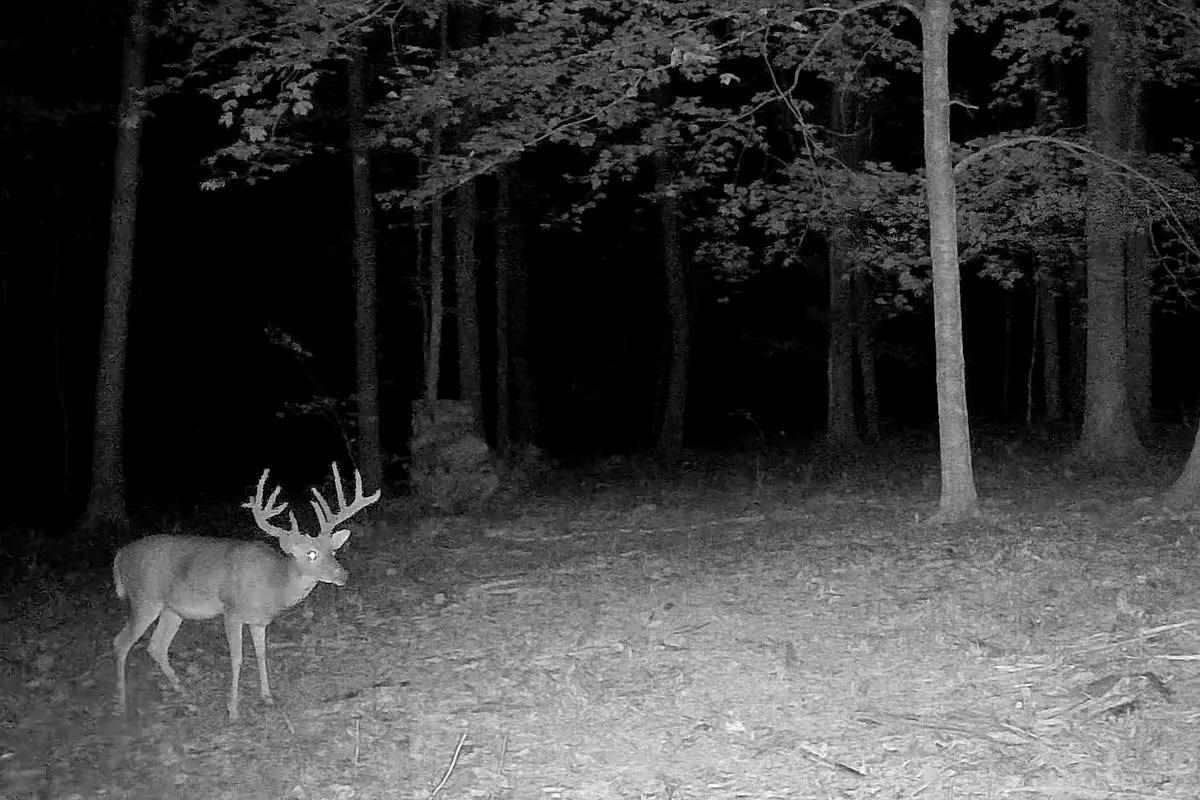 Buck on trail camera