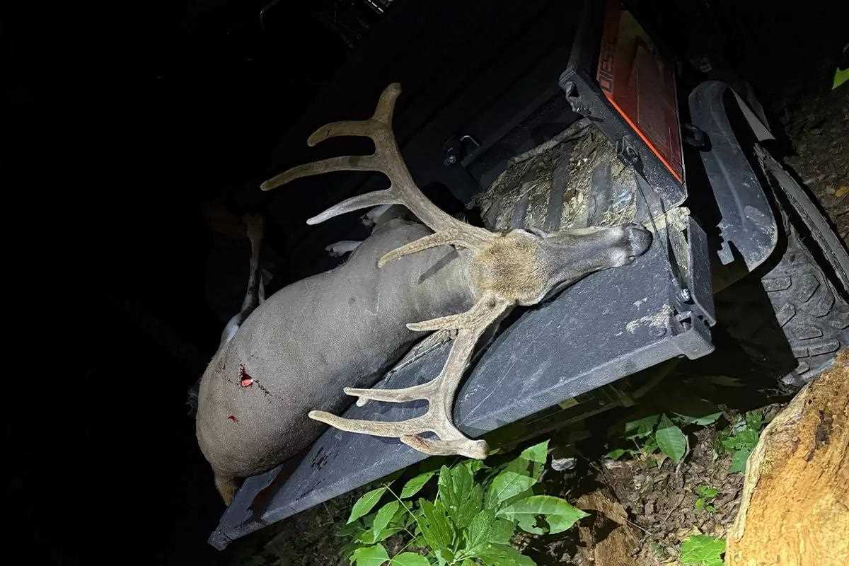 Buck on tailgate of side by side