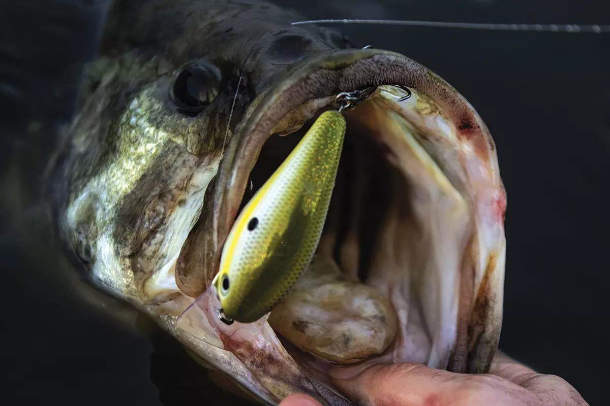 Focus on Aggressive Bass During the Early Spring