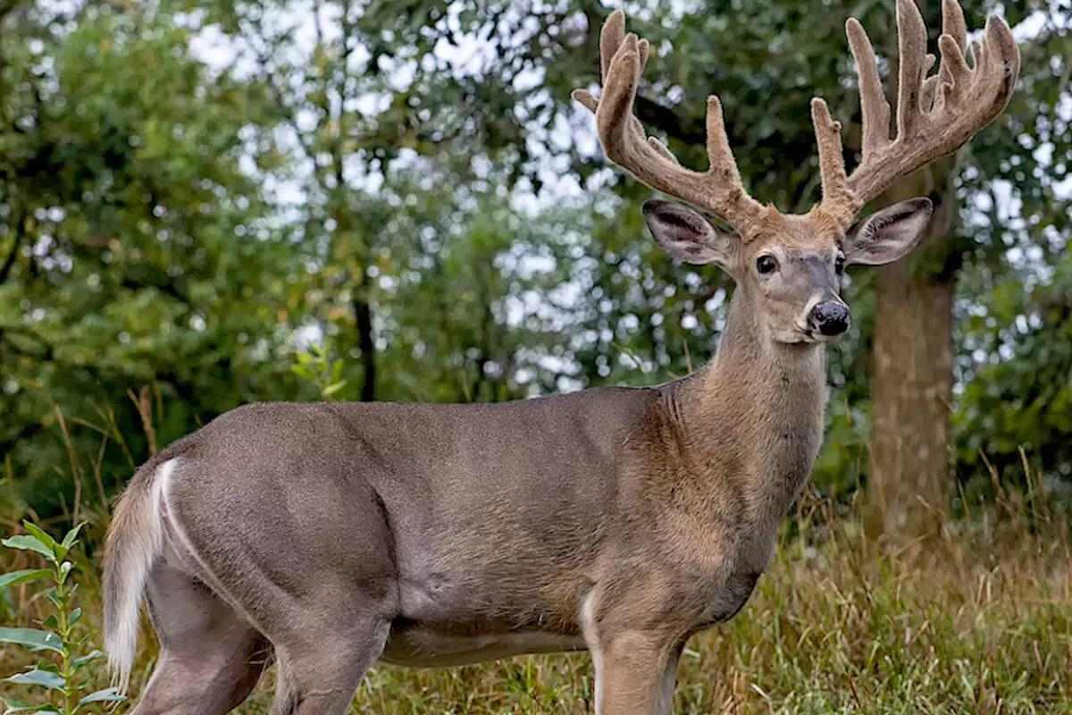 Beat the Heat for Early Season Whitetails