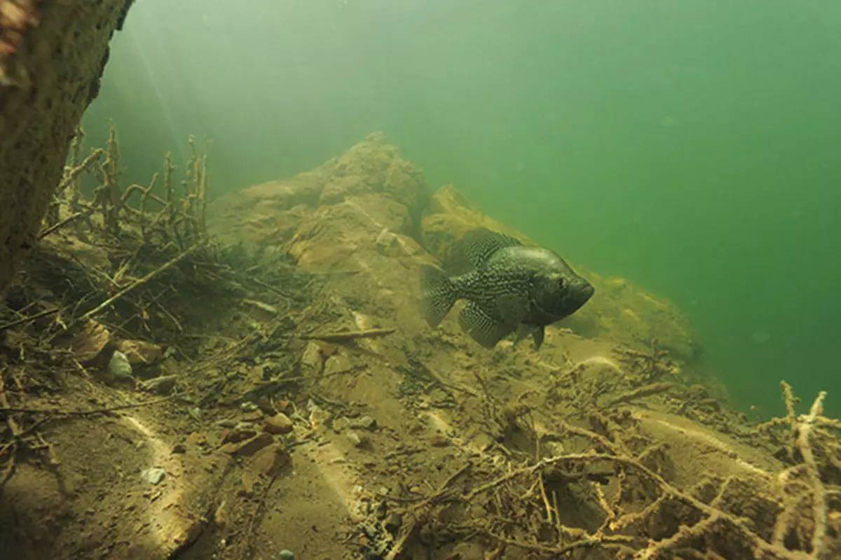 Spring Fish Spawn Best Spring Panfish Tactics From Ice-Out to Spawn - In-Fisherman
