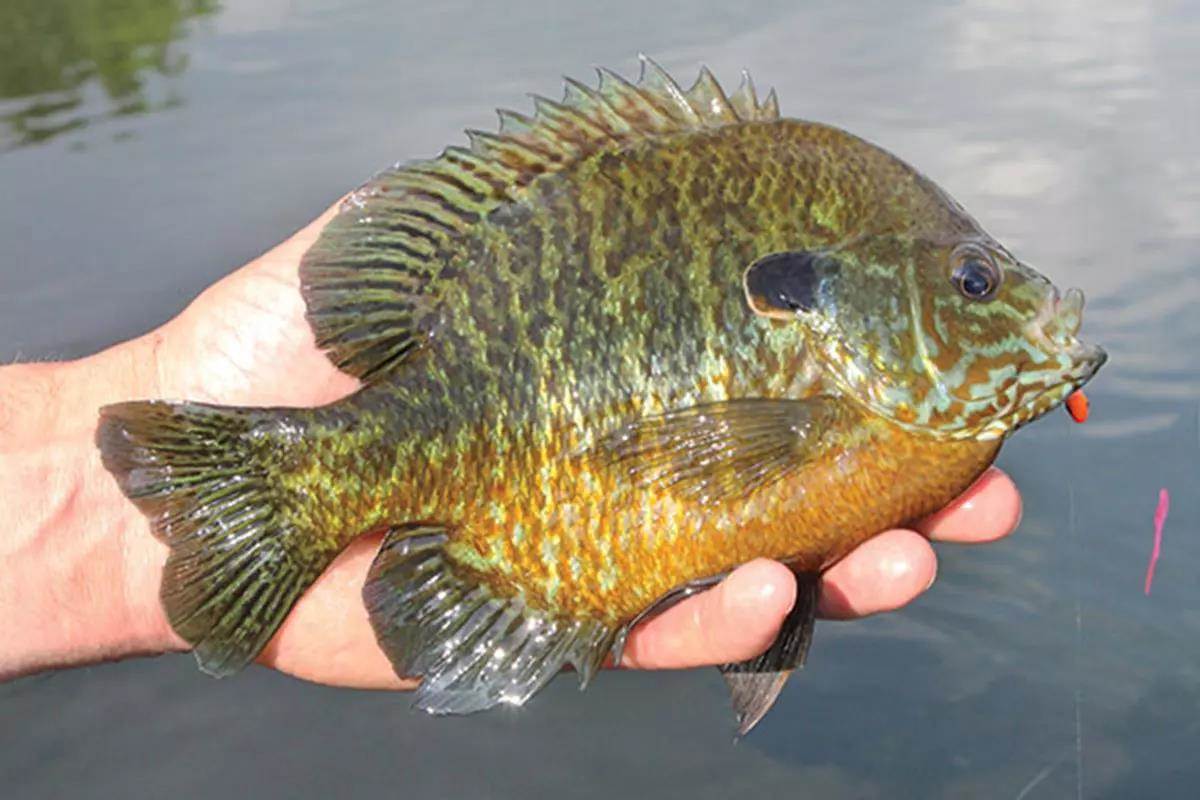 Panfish Best Spring Panfish Tactics From Ice-Out to Spawn - In-Fisherman