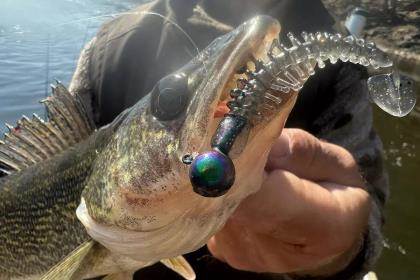 Giant 20-Pound Record Walleye Pending In Washington - In-Fisherman