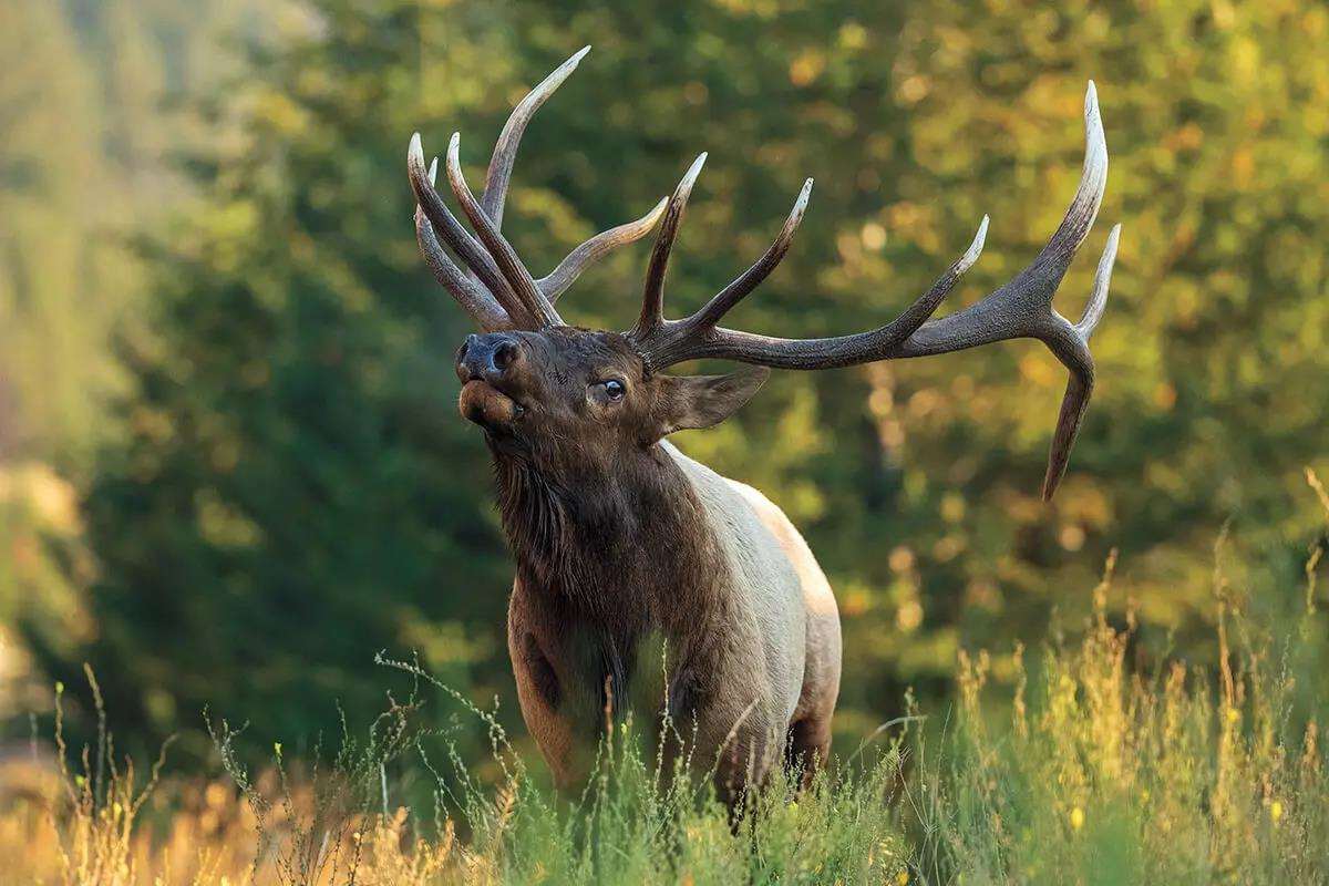 Your Elk-Hunting Season Begins Now