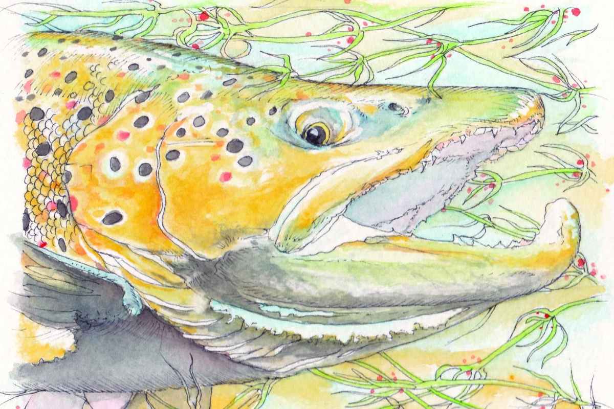 Leader and Tippet: The Painted Trout Guide - The Painted Trout