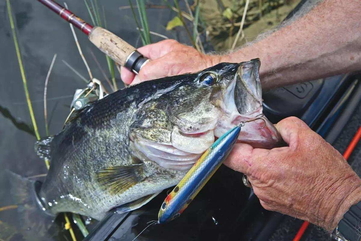 Crash the Surface with Topwater Lures that Fall Bass Love - Game
