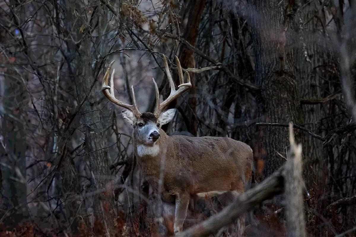 The Truth About Thinning Your Deer Woods