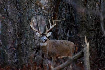 Deer Diet: Regional Adaptation - North American Whitetail