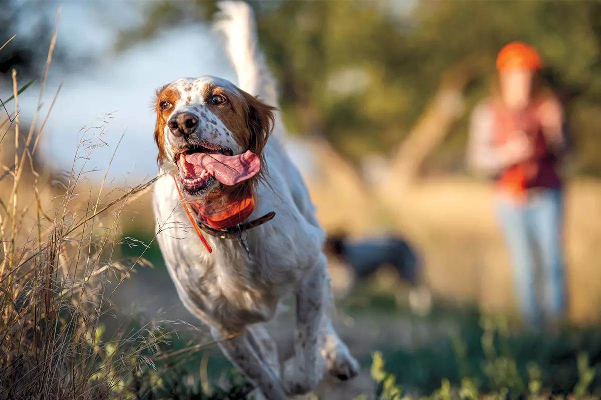 Feeding a Proper Diet for Hunting Dogs Gun Dog