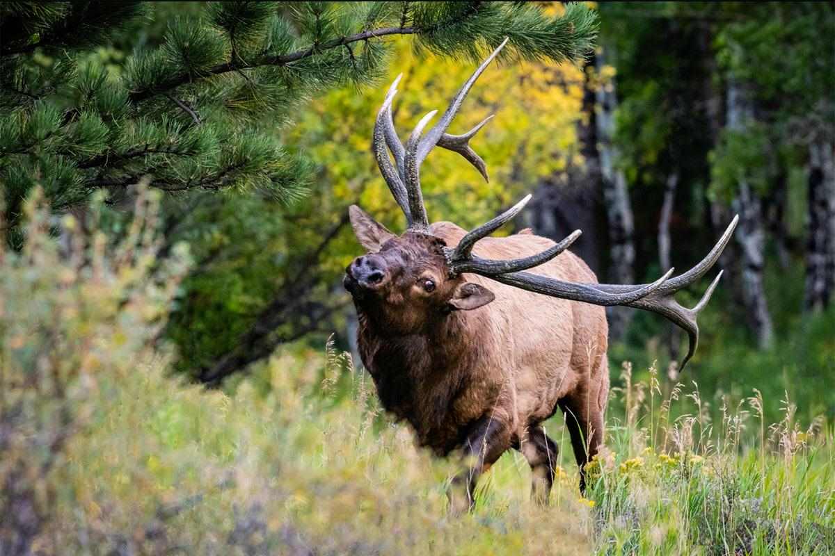 How To Field-Judge Elk: Methods, Myths, & Mistakes
