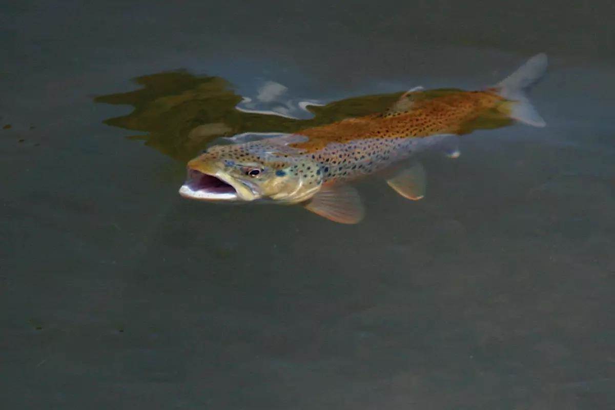 A large brown trout rising on a river's surface. 