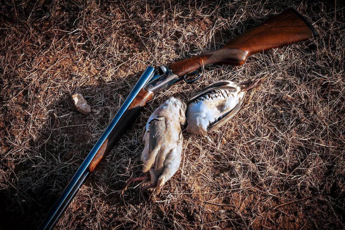 A lifestyle photo of a breakover shotgun and two harvested chukar on the ground. 