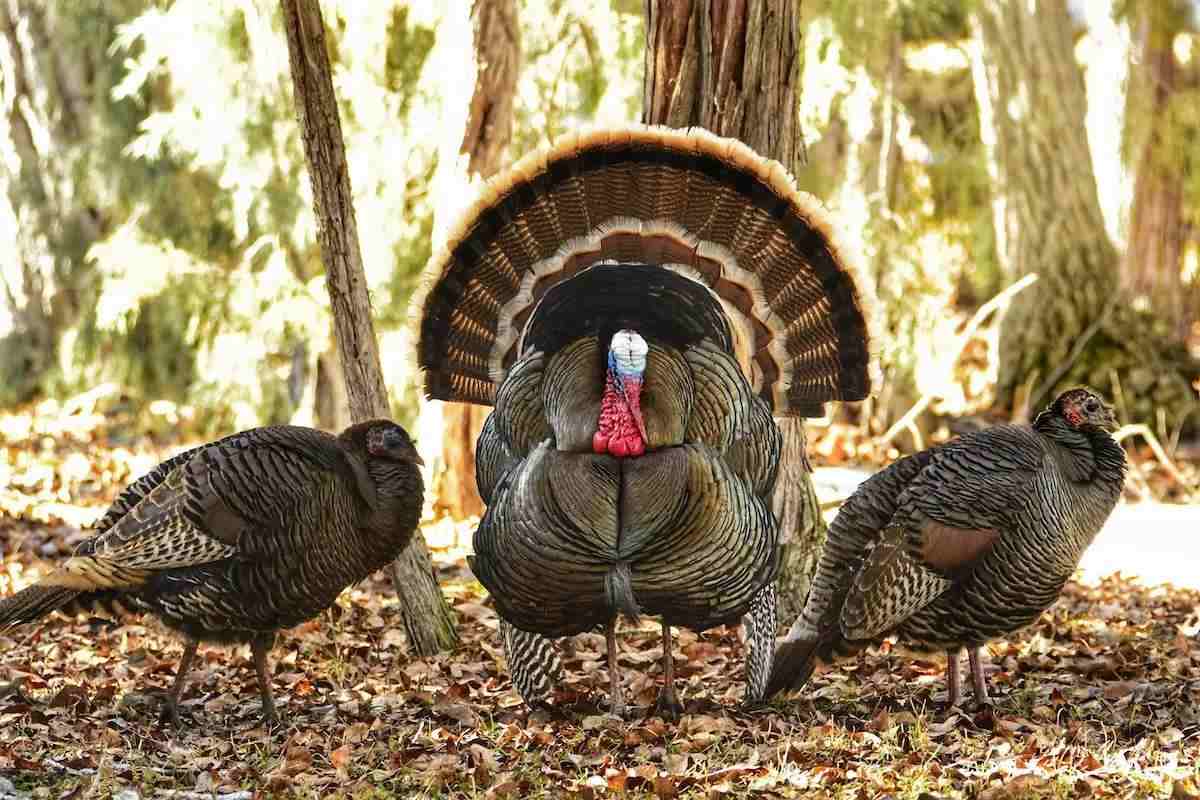 Find Turkey Hunting Success Late in the Season