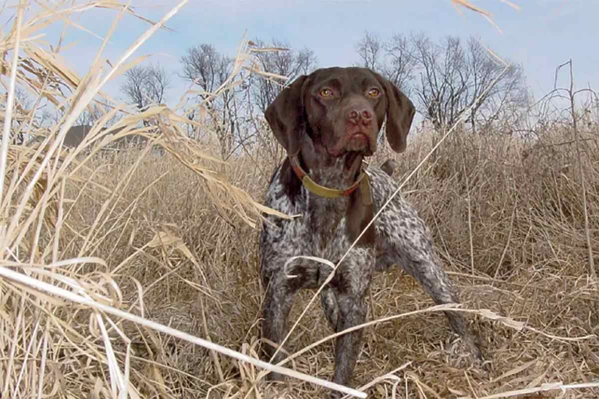 A brown GSP stands on point in dead grass.