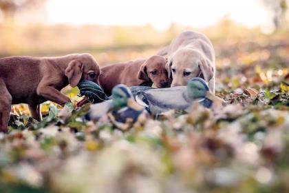 Three puppies play with duck decoys in the fall leaves.