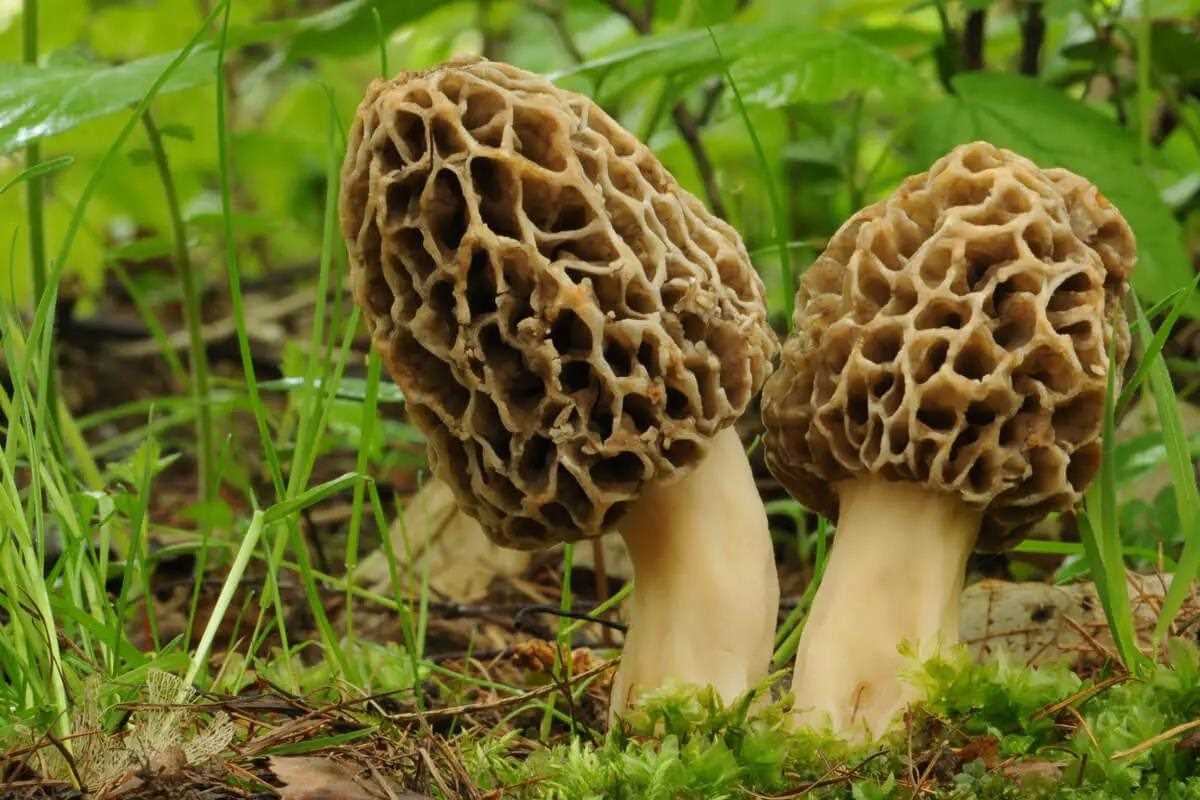 Fine Fungus: Cooking with Wild Mushrooms