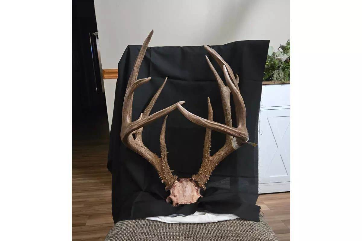 antlers from massive Iowa buck 