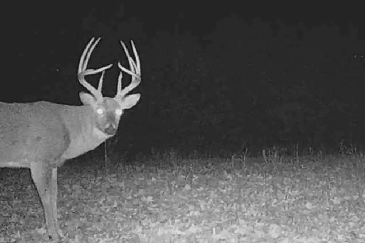 massive Iowa buck on trail camera at night