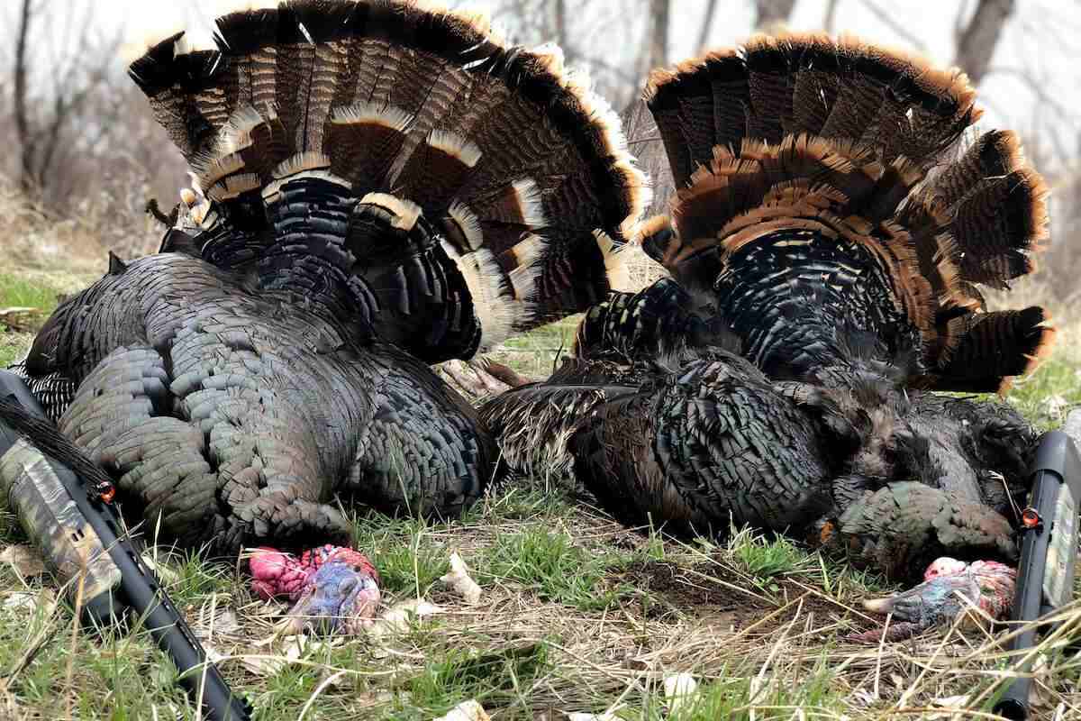 First-Time Turkey Hunters: This Is the Basic Gear You Need
