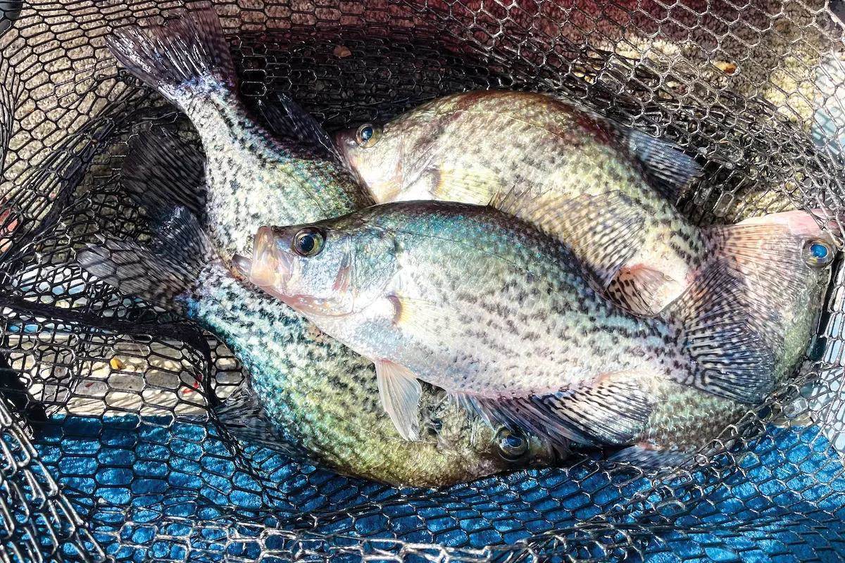 Speckled Perks: Black Crappie Fishing in Florida - Florida Sportsman