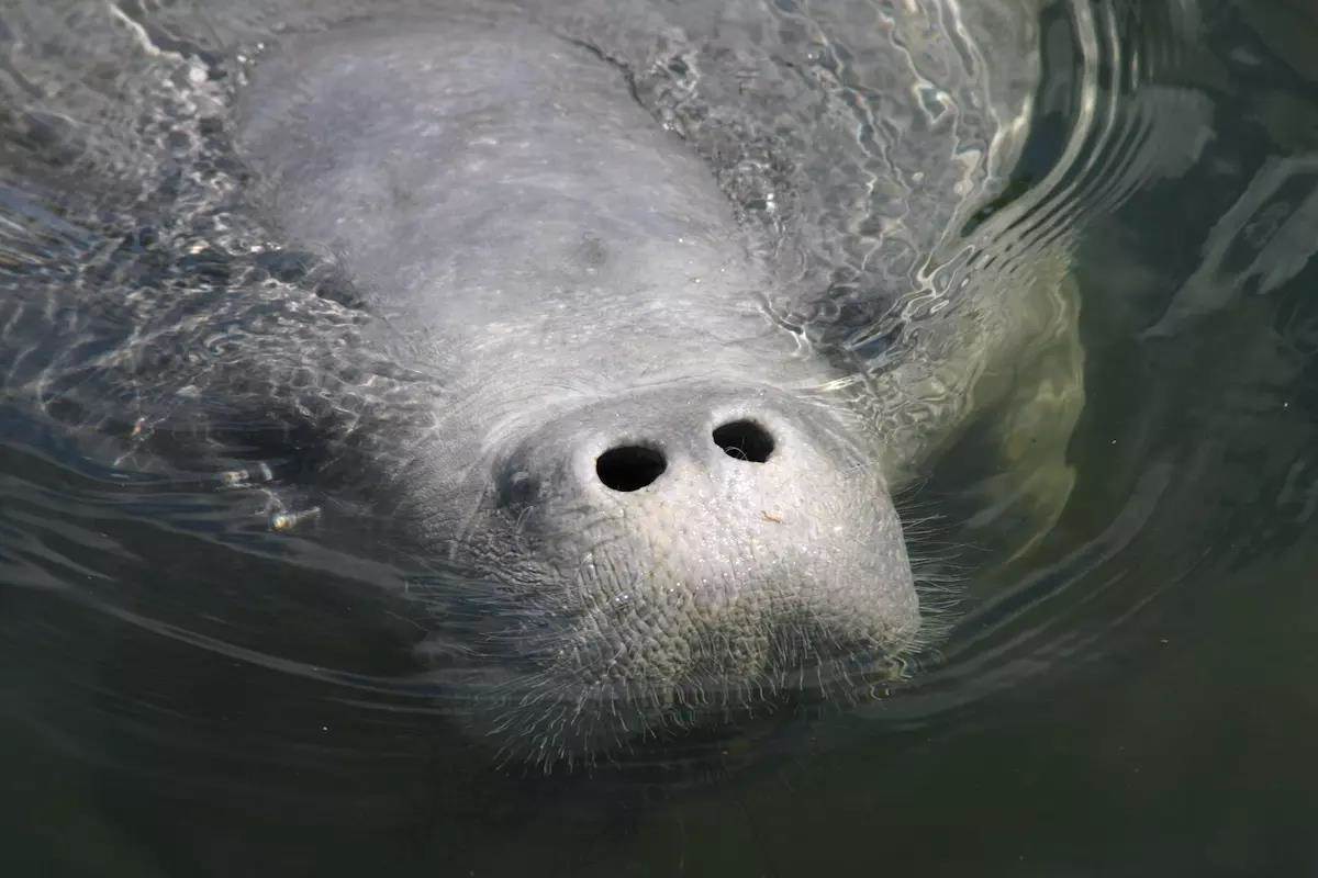 Look Out Below! Keep an Eye Out for Manatees this Spring
