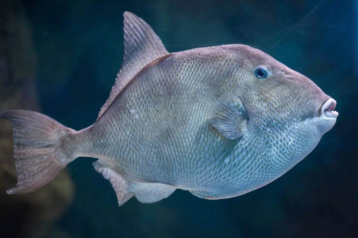 Gulf Gray Triggerfish, Spotted Seatrout Open for Rec Harvests