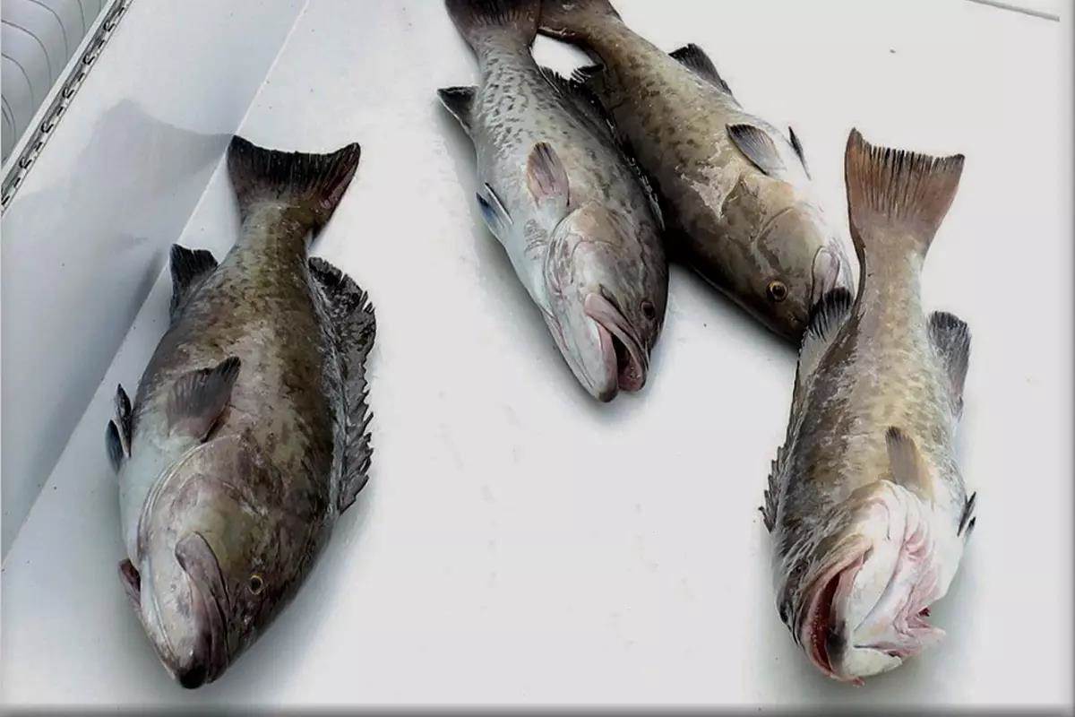 Call to Action: Fishery Data Out of Touch