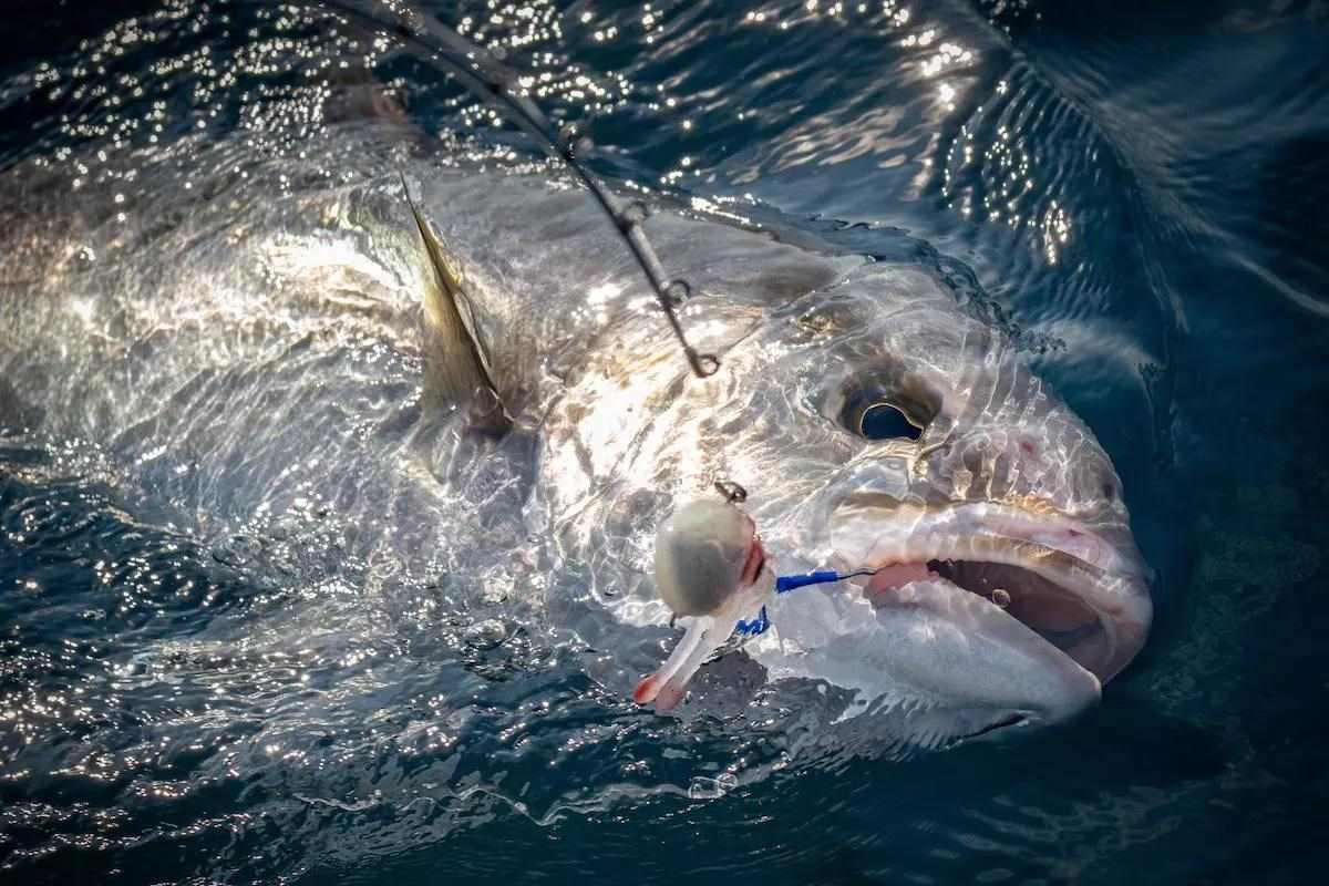 Florida Reopens Greater Amberjack Harvests in Gulf State Waters