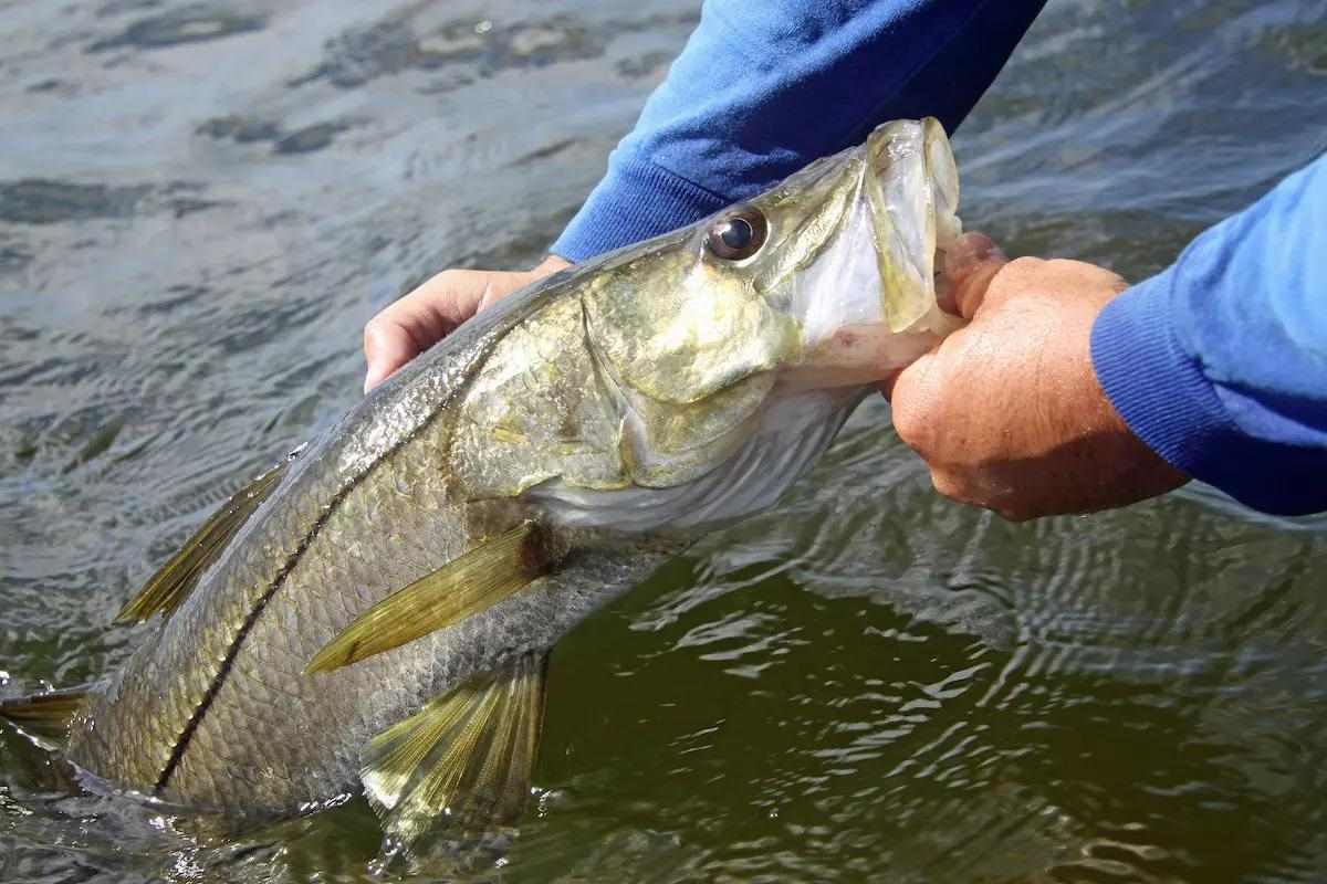 Florida's West Coast Recreational Snook Harvest Closes May 1