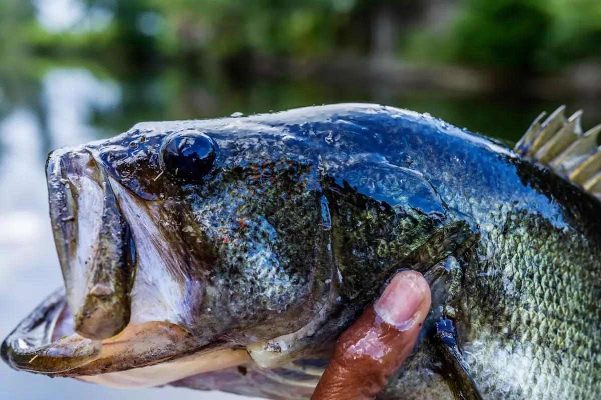 News Digest: TrophyCatch Bass Possession Rule Amendment Approved by FWC