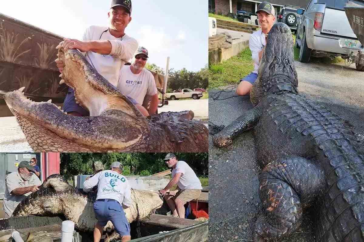Alligator Super Hunt? Applications Now Open for Florida Gator Hunting