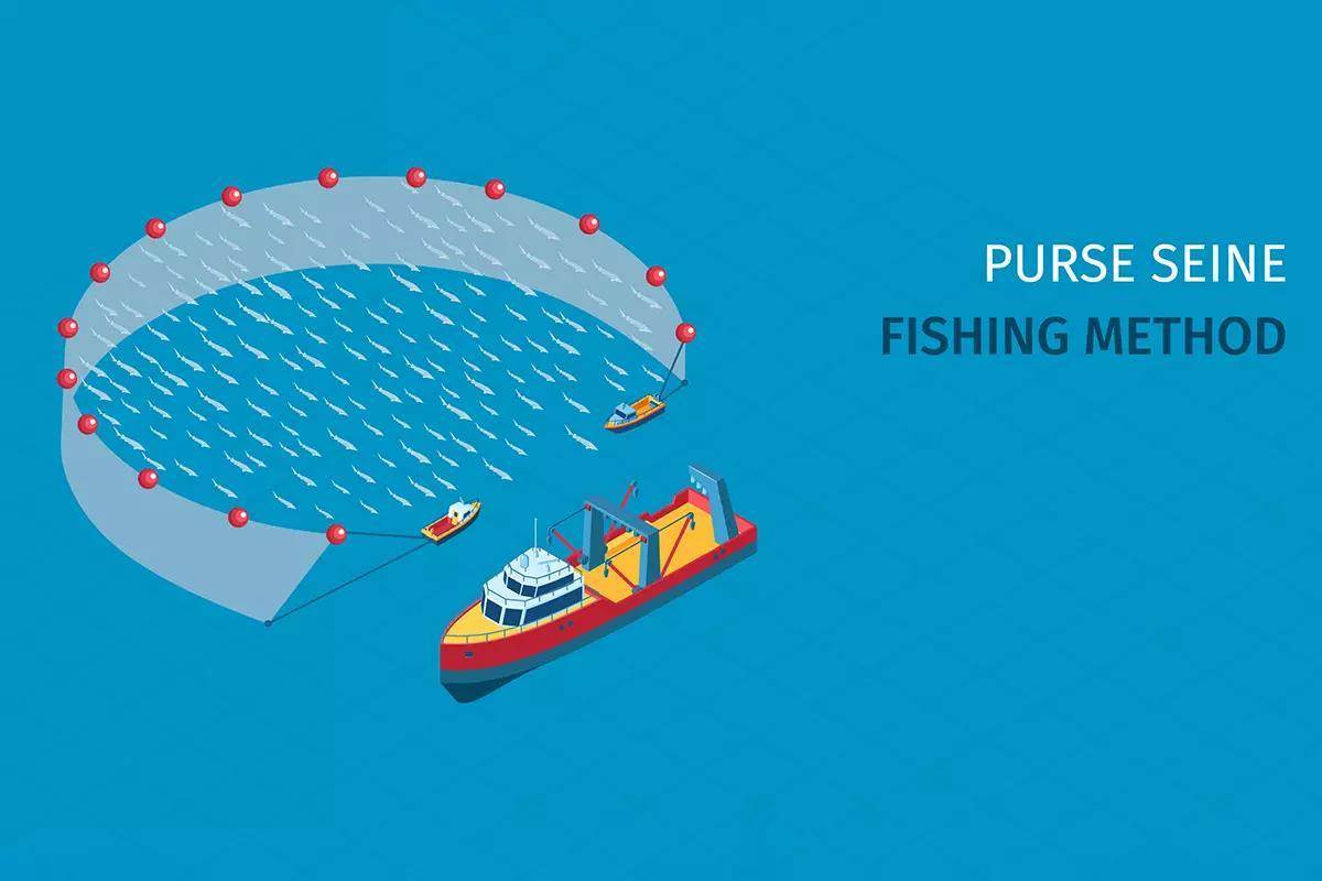 An illustration of purse-seine fishing; boats towing nets rounding up fish.