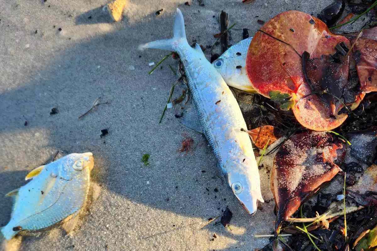 Two dead mojarra and a dead bonefish on a beach next to some leaves.