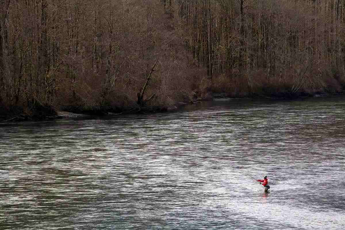 Scene of a lone fly fisherman on the Skagit River in Rockport, WA, in winter. 