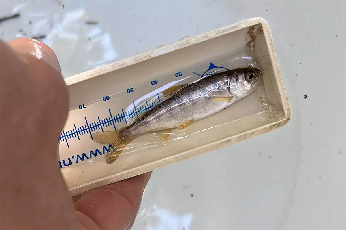 A small coho salmon on a miniature bump board.
