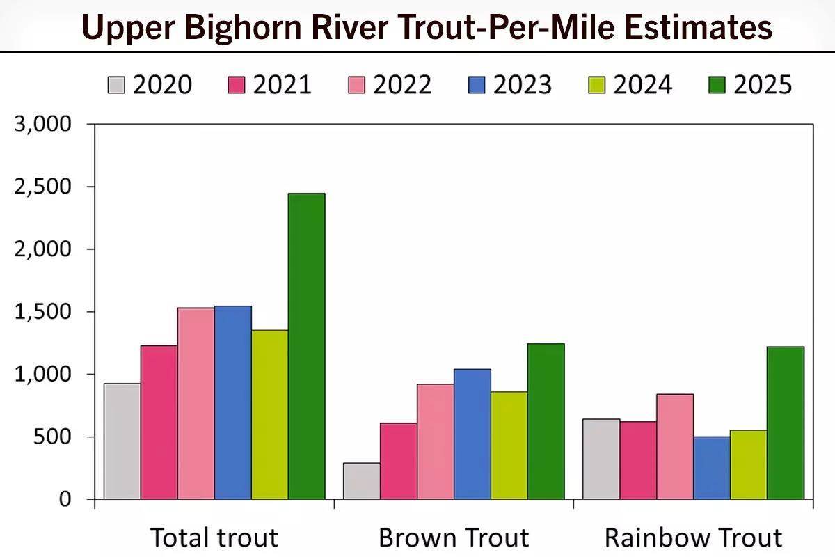 A graph showing trout population estimates for the Bighorn River.