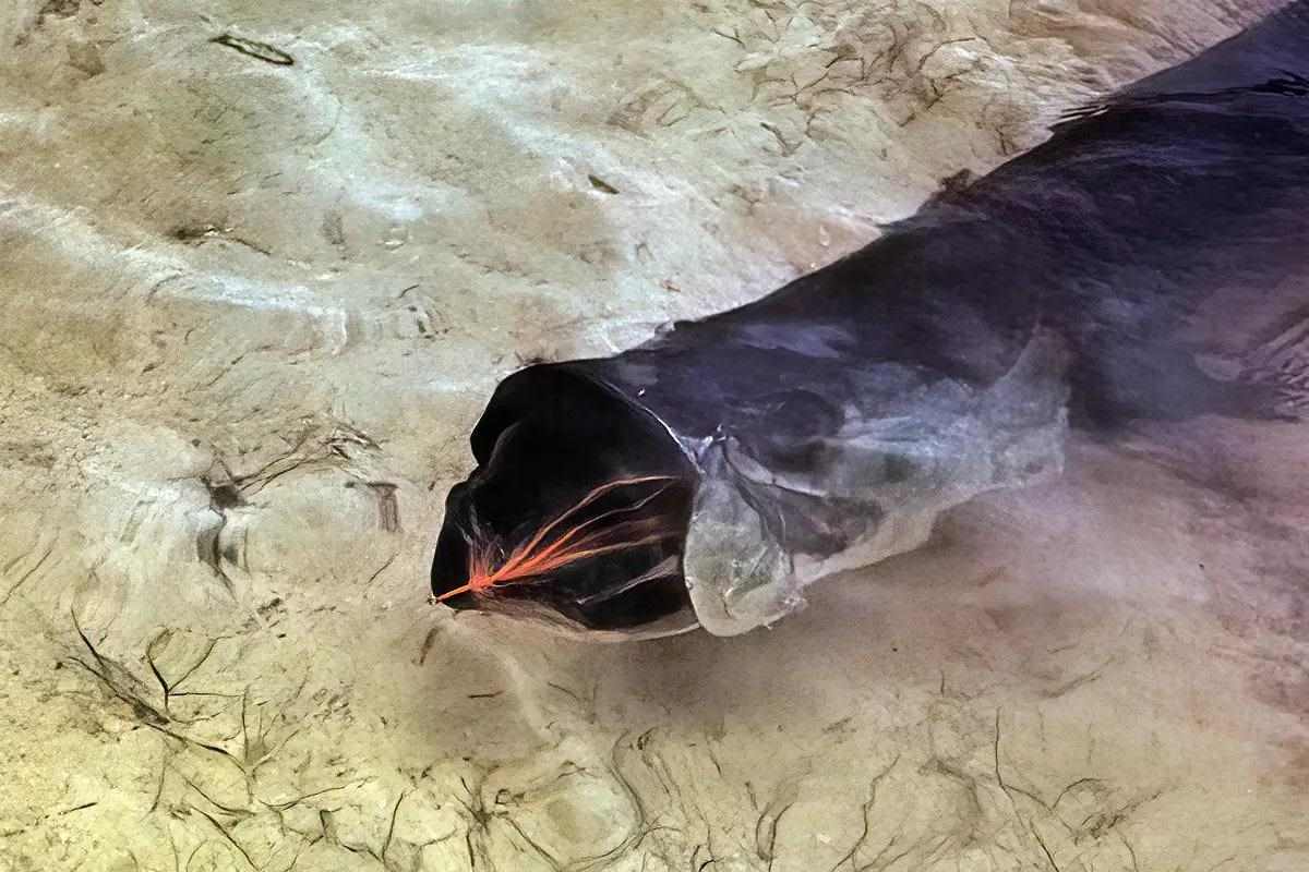 A tarpon with its mouth open and a fly in it, underwater.