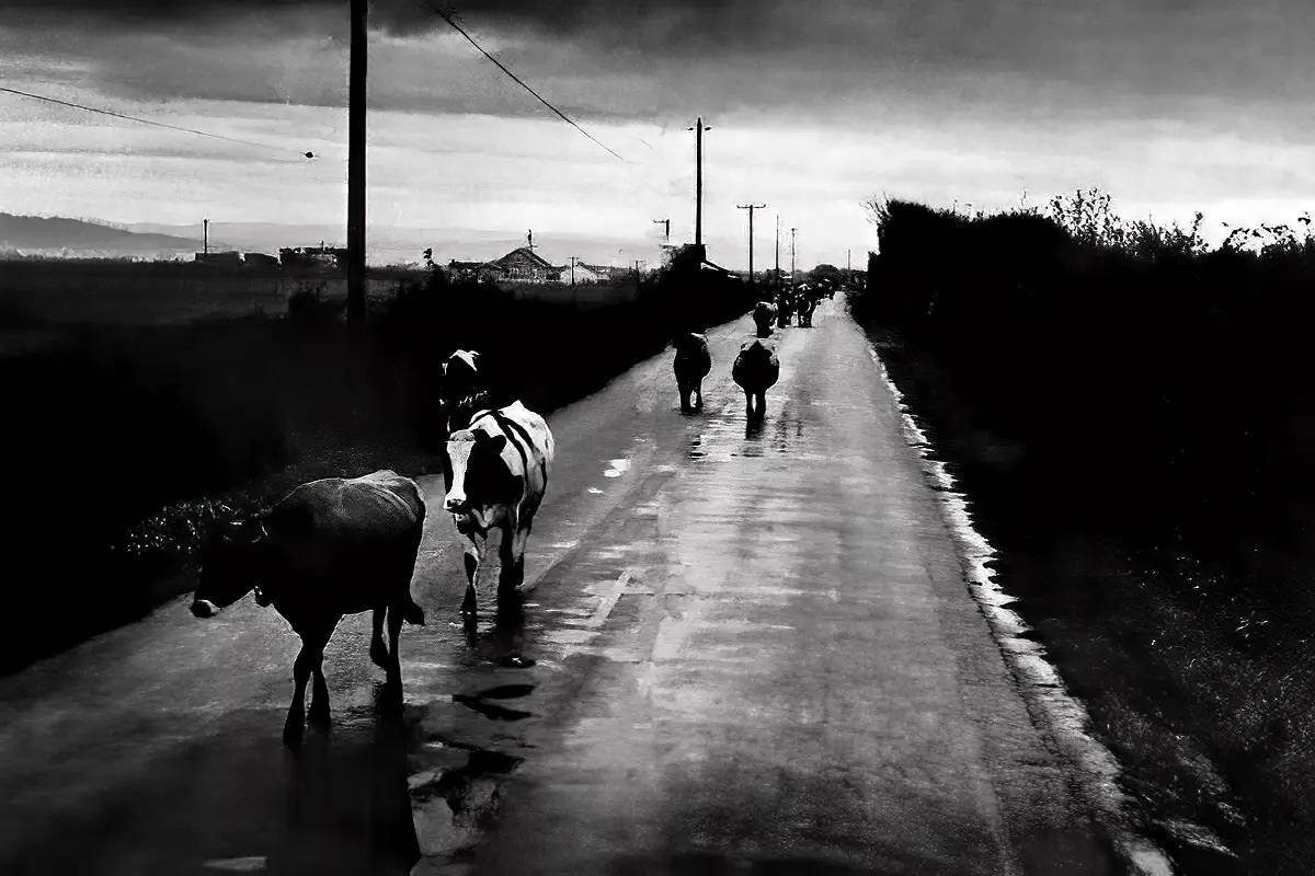 A black and white image of several cows ambling down a wet road. 