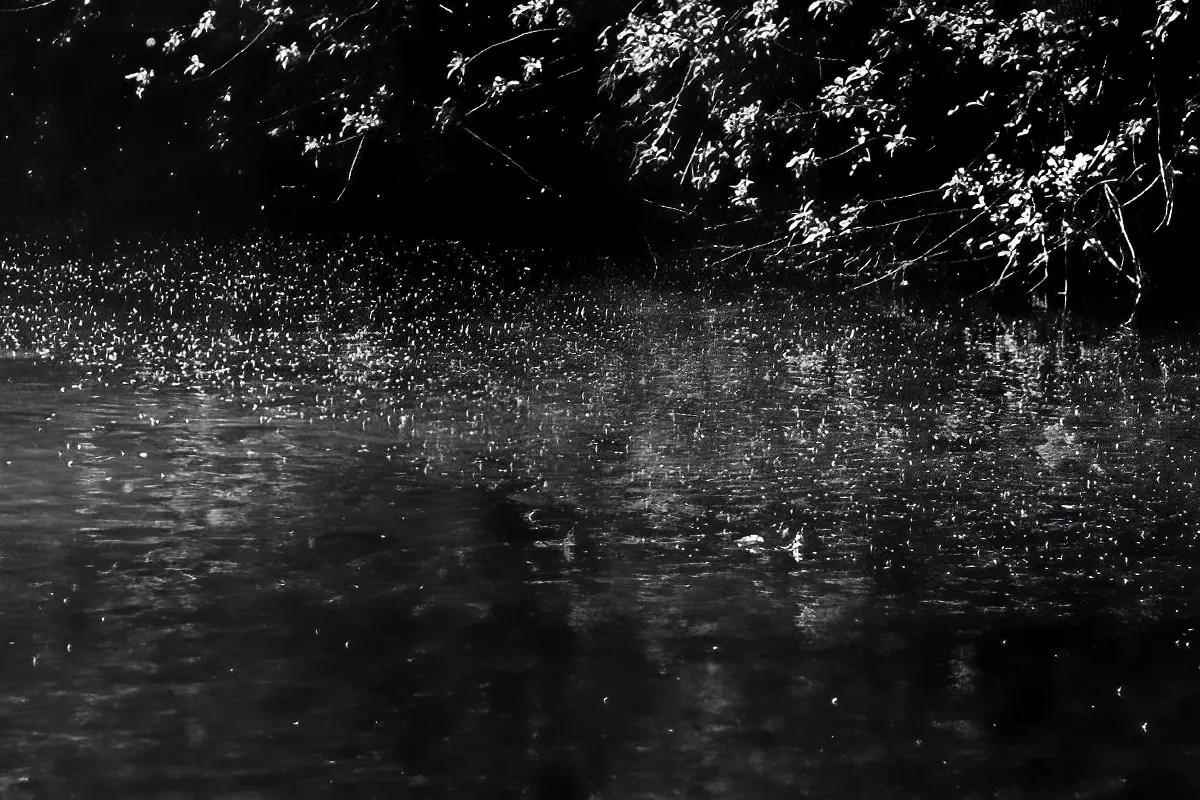 A black and white photo of some flying insects over a section of water. 