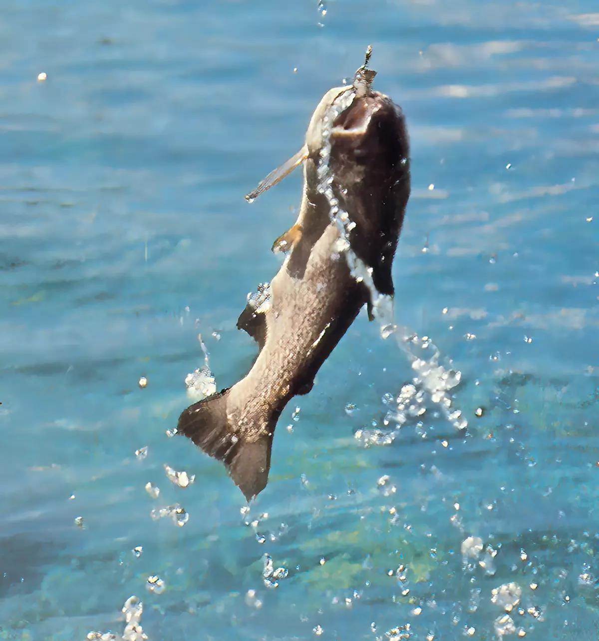 A rainbow trout leaping out of the water with a fly in its mouth.