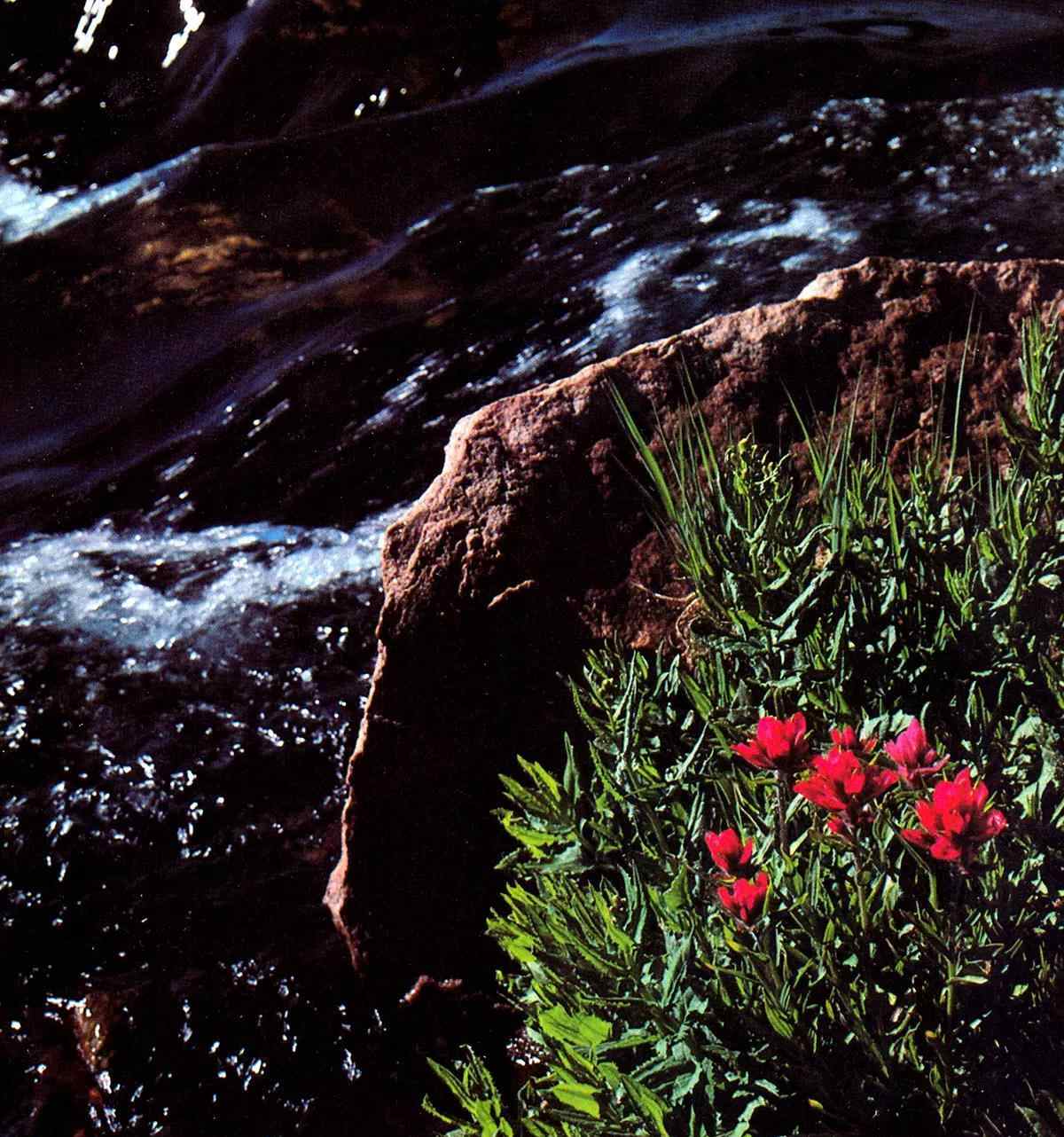 A riverside boulder behind some vegetation and flowers; a swift river in the background.