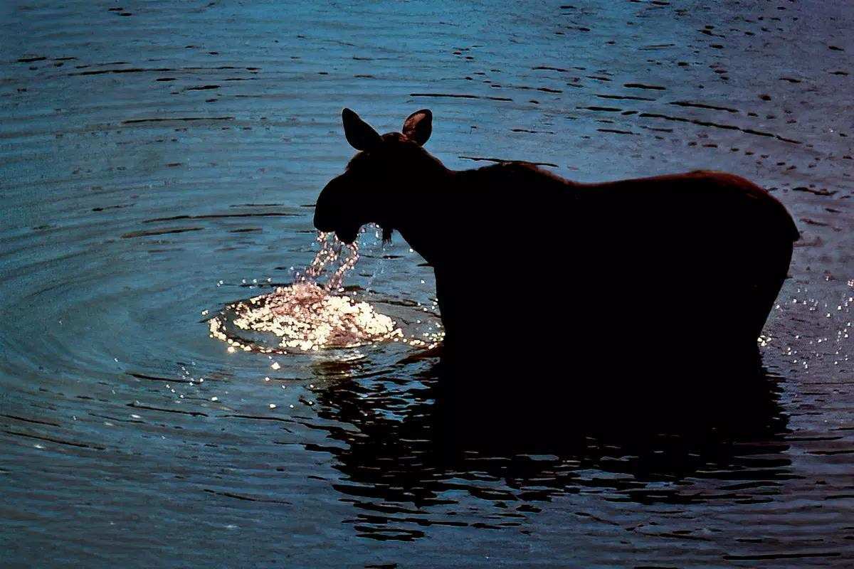A cow moose in a river slurping a drink of water. 