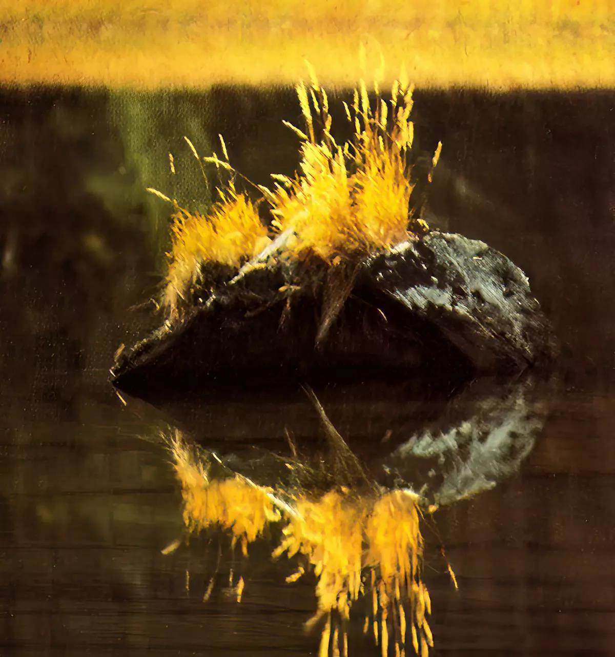A midstream rock with some golden vegetation sprouting from it. 